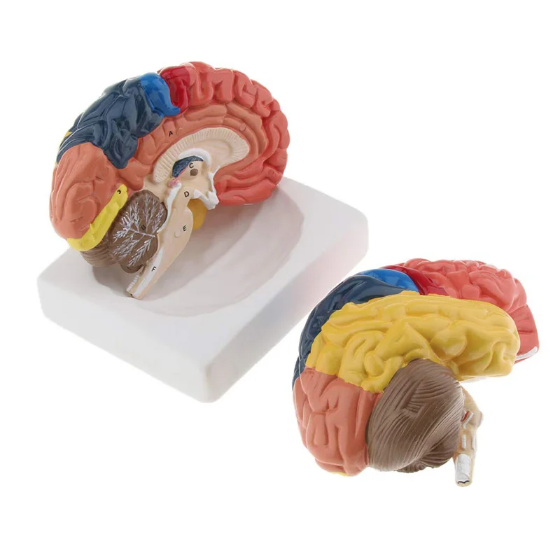 Medical Lab And Science - 等身大解剖学的人間の脳モデル解剖学医療モデル1:1 hersenen brainstem medische onderwijs lab