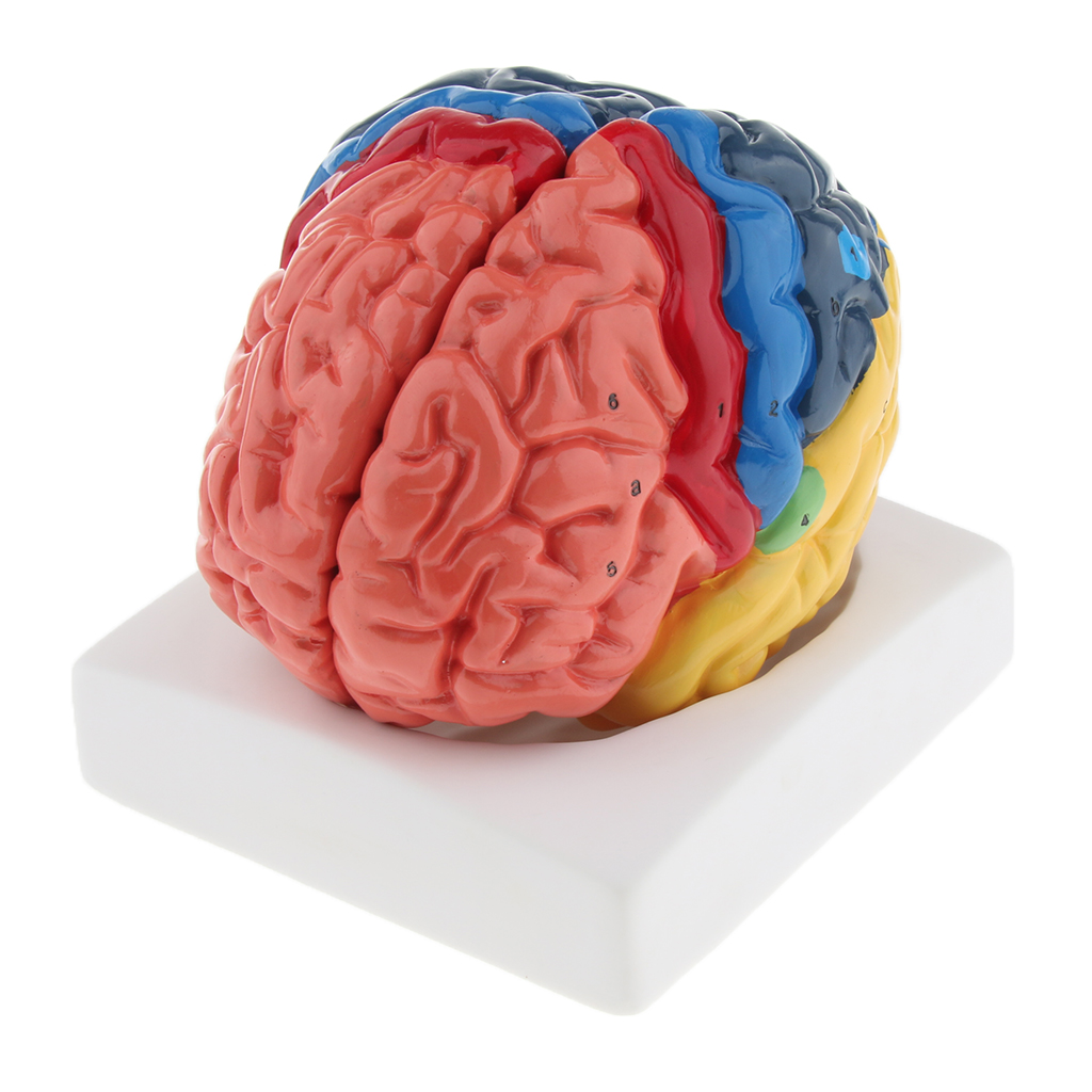 Medical Lab And Science - ライフスタイルの脳モデル、リアルな自動、環境にやさしいPVC、9パーツ、解剖学、医療、学校、教育ツール、実験室ディスプレイ