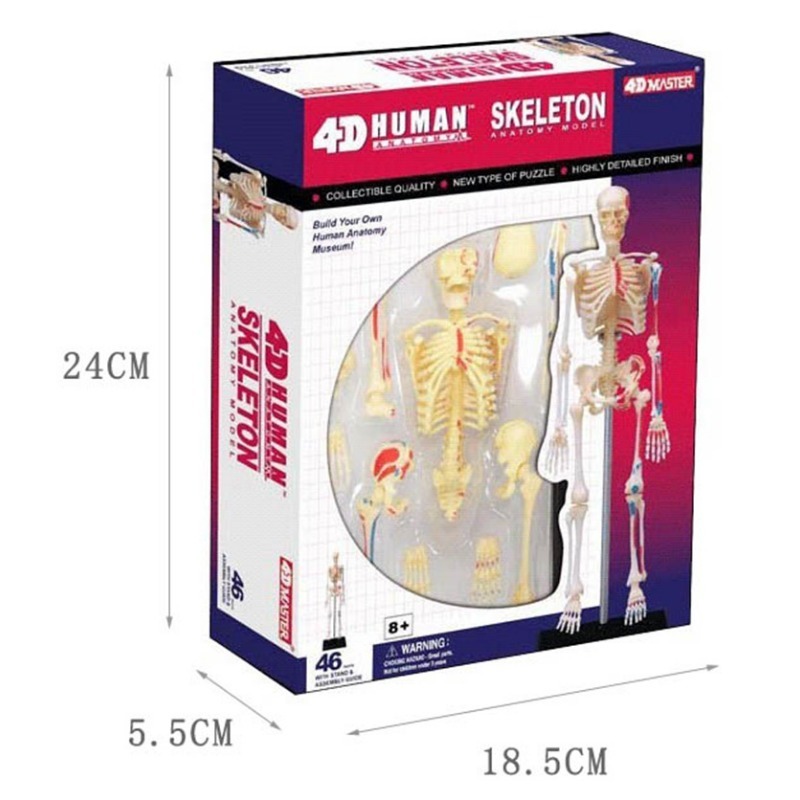 Medical Lab And Science - 人体解剖学の4dモデルパズル,組み立て玩具,医療教育補助具,実験室教育機器