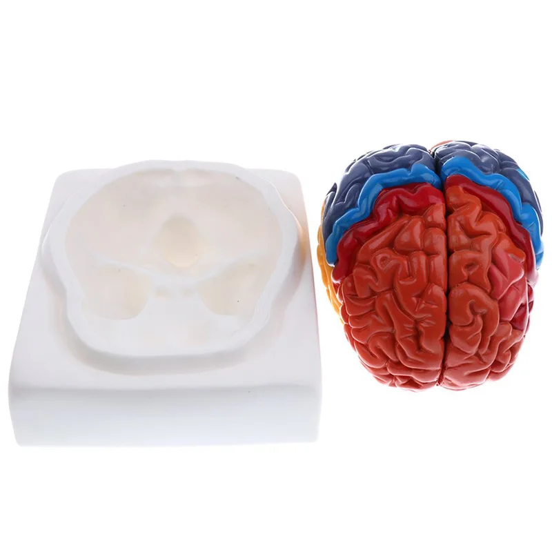 等身大解剖学的人間の脳モデル解剖学医療モデル1:1 hers - Medical Lab And Science のレビューと価格