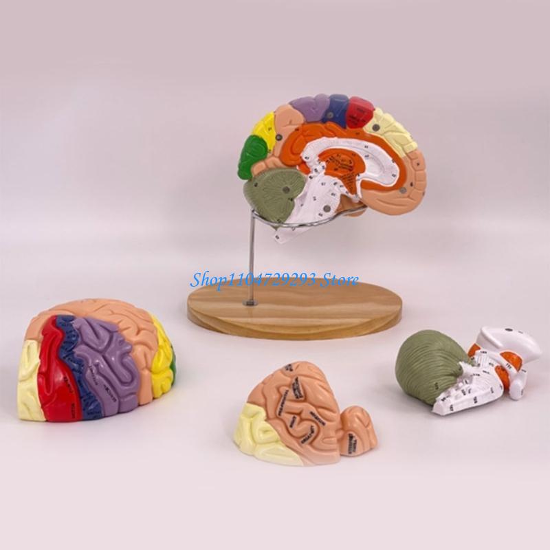 Y2GD 脳解剖モデル臓器教育用プロップ、人間の脳解剖モデル - Medical Lab And Science のレビューと価格