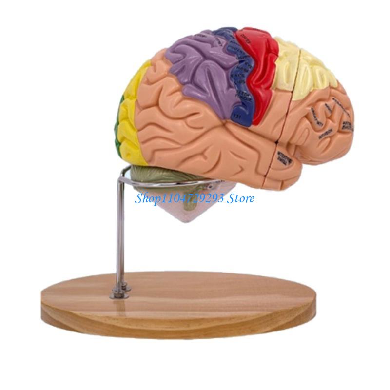 Y2GD 脳解剖モデル臓器教育用プロップ、人間の脳解剖モデル - Medical Lab And Science のレビューと価格