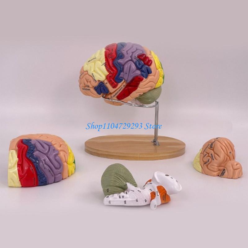 Y2GD 脳解剖モデル臓器教育用プロップ、人間の脳解剖モデル - Medical Lab And Science のレビューと価格
