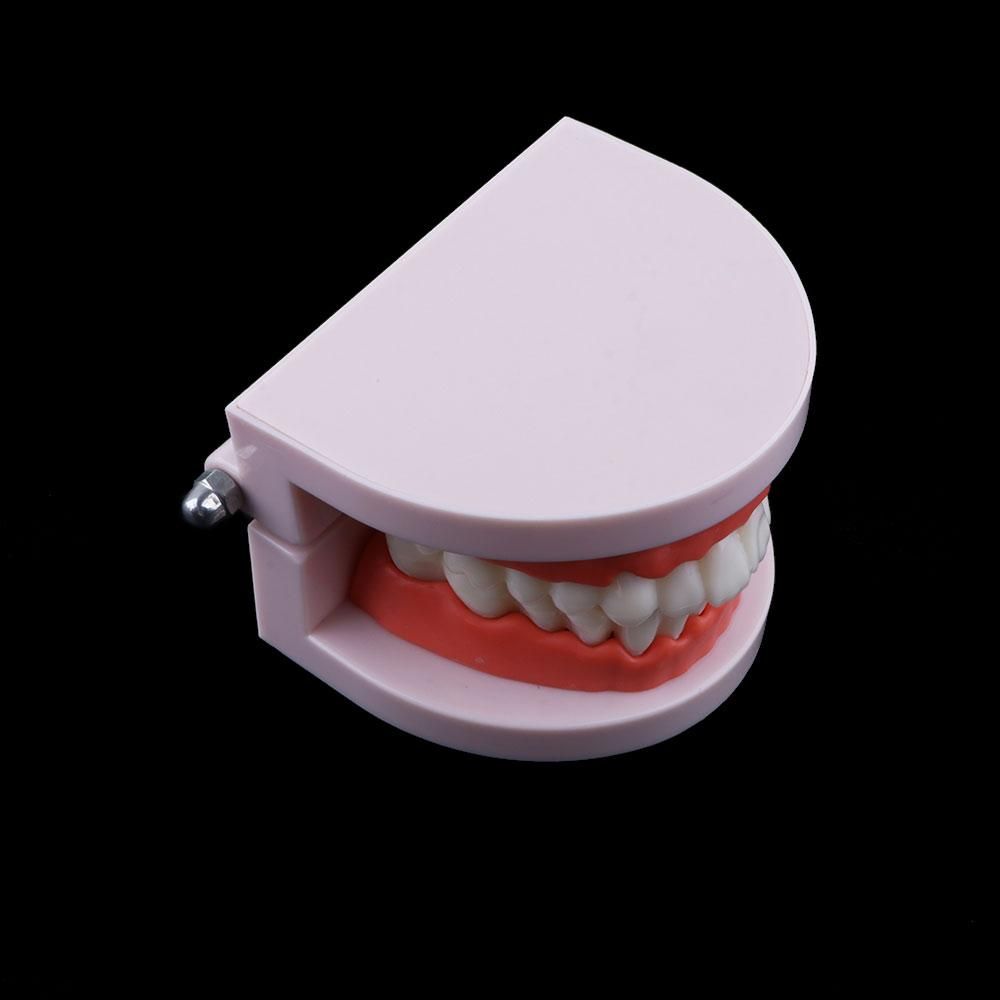 ラボ用成人学習用歯型模型、デモンストレーション用歯科教育用模 - Medical Lab And Science のレビューと価格