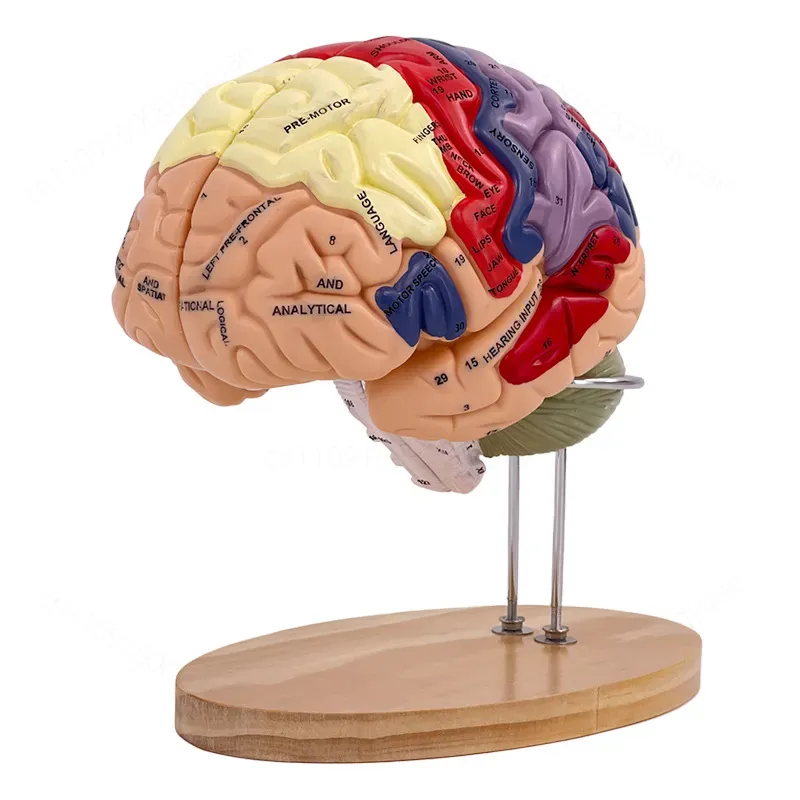 2倍ズームデラックス脳モデル解剖学神経構造機能分画図（医学生 - Medical Lab And Science のレビューと価格