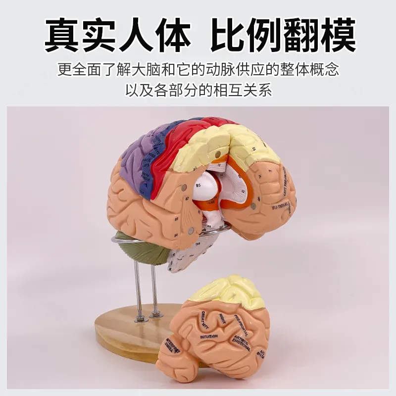 2倍ズームデラックス脳モデル解剖学神経構造機能分画図（医学生 - Medical Lab And Science のレビューと価格