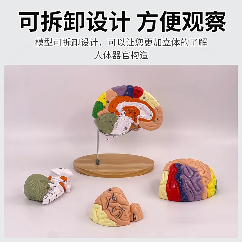 2倍ズームデラックス脳モデル解剖学神経構造機能分画図（医学生 - Medical Lab And Science のレビューと価格