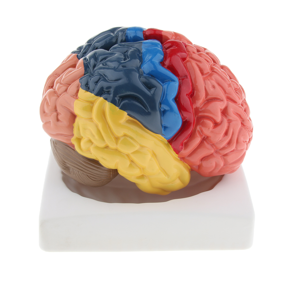 ライフスタイルの脳モデル、リアルな自動、環境にやさしいPVC - Medical Lab And Science のレビューと価格
