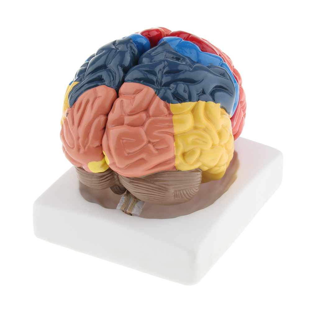 ライフスタイルの脳モデル、リアルな自動、環境にやさしいPVC - Medical Lab And Science のレビューと価格