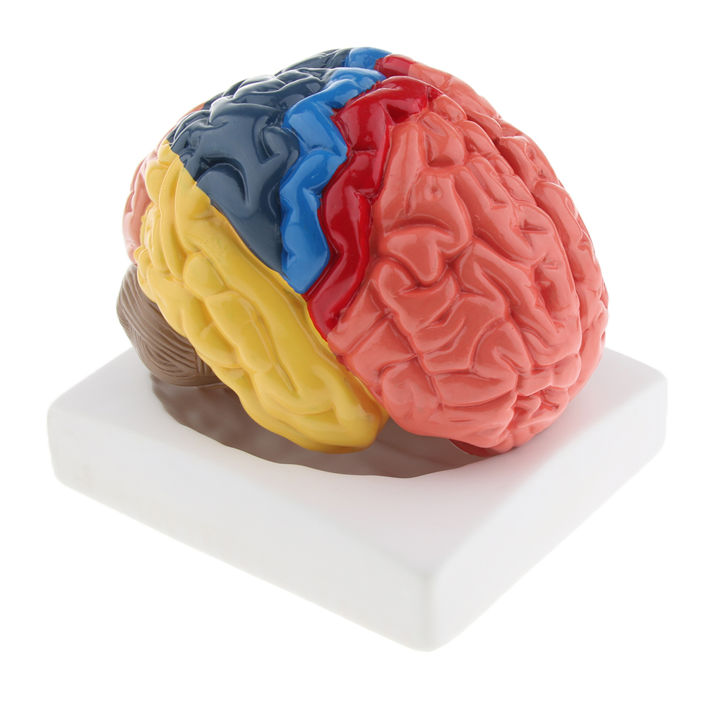 ライフスタイルの脳モデル、リアルな自動、環境にやさしいPVC - Medical Lab And Science のレビューと価格