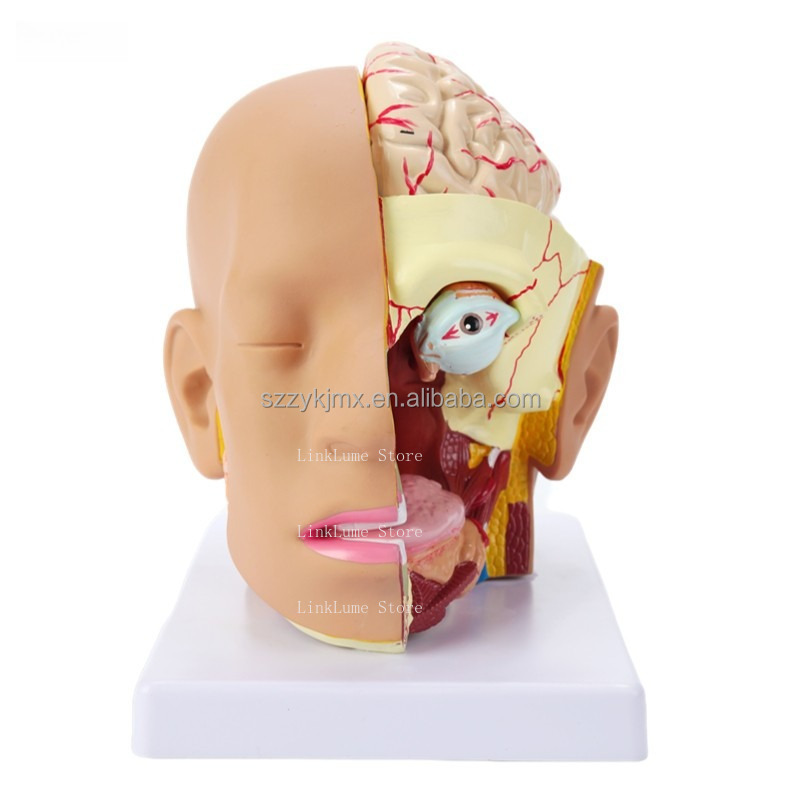 医学科学リソース 人体頭部解剖模型（4つの取り外し可能な部分 - Medical Lab And Science のレビューと価格
