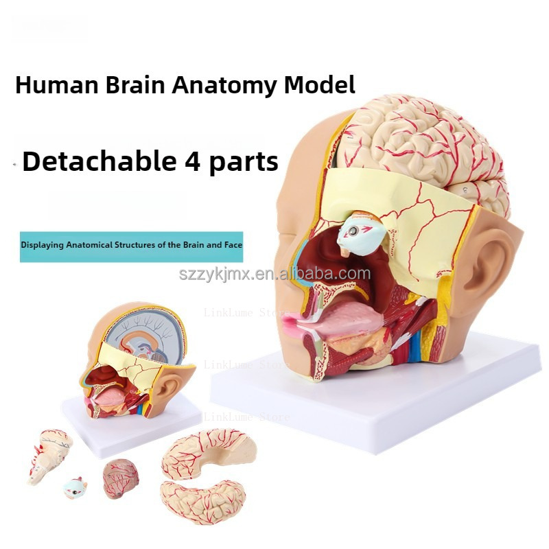 医学科学リソース 人体頭部解剖模型（4つの取り外し可能な部分 - Medical Lab And Science のレビューと価格