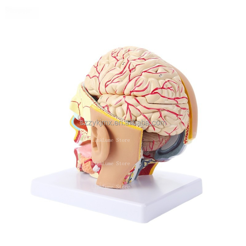 医学科学リソース 人体頭部解剖模型（4つの取り外し可能な部分 - Medical Lab And Science のレビューと価格