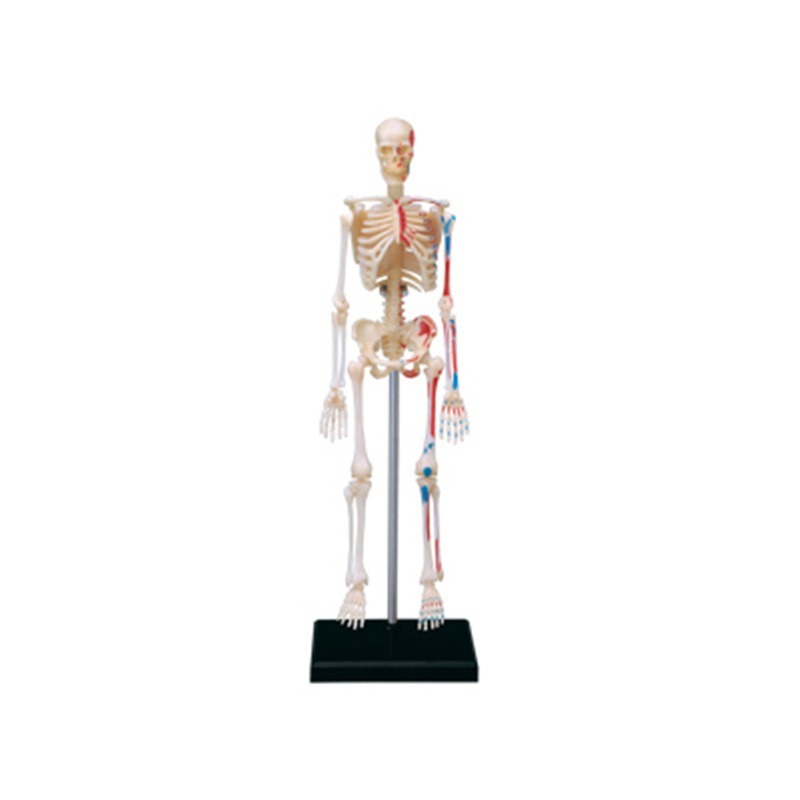 人体解剖学の4dモデルパズル,組み立て玩具,医療教育補助具, - Medical Lab And Science のレビューと価格