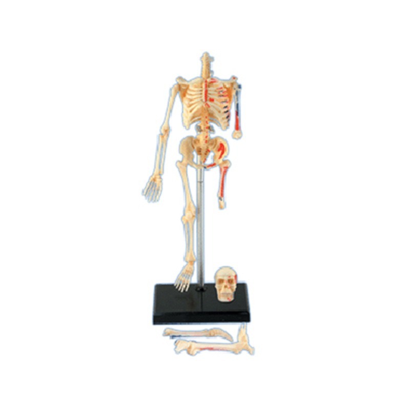 人体解剖学の4dモデルパズル,組み立て玩具,医療教育補助具, - Medical Lab And Science のレビューと価格