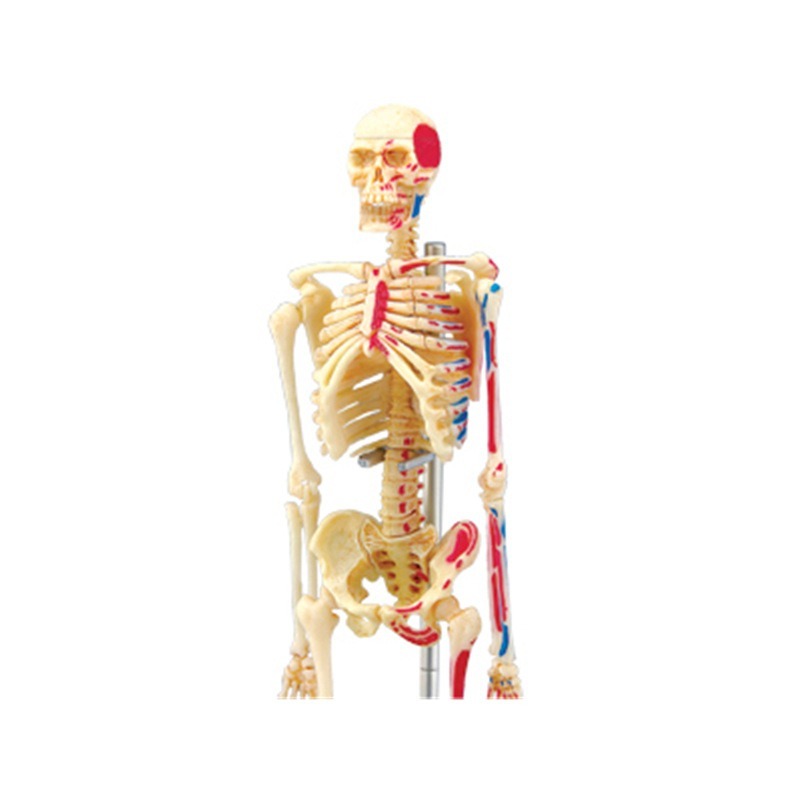 人体解剖学の4dモデルパズル,組み立て玩具,医療教育補助具, - Medical Lab And Science のレビューと価格